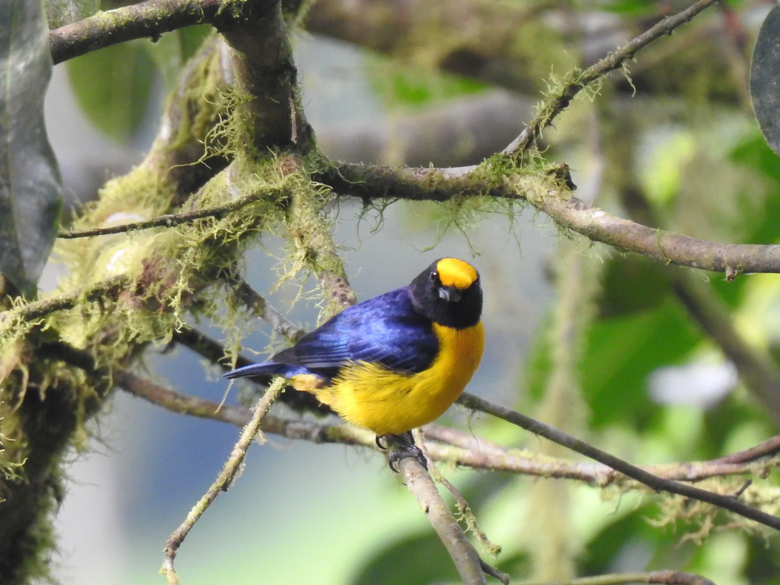 Pájaro Euphonia xanthogaster macho de vientre amarillo y dorso azul oscuro posado en una rama cubierta de musgo, documentado en un proyecto de investigación participativa.