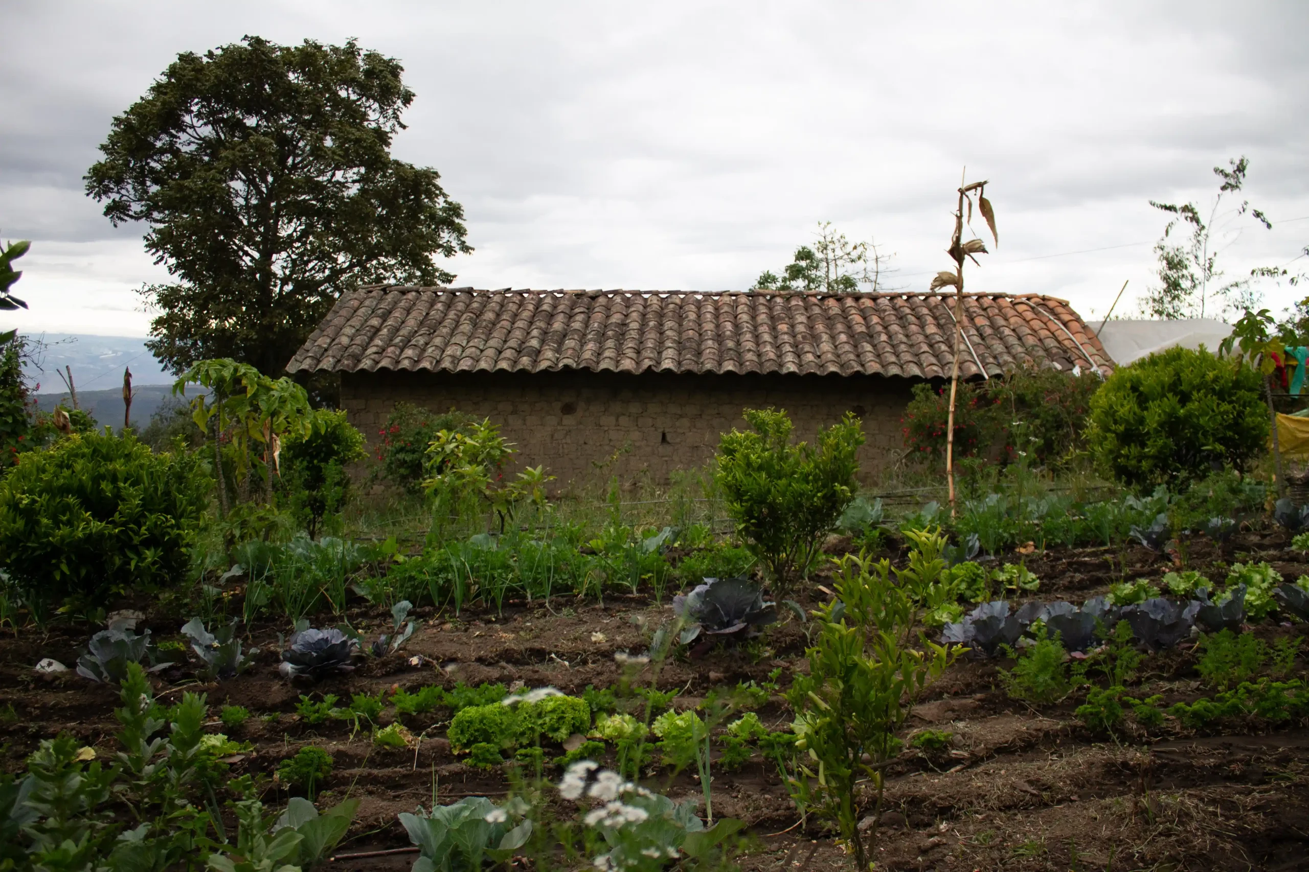 Huerto orgánico con hortalizas creciendo frente a una casa rústica de adobe con techo de tejas bajo un cielo nublado.