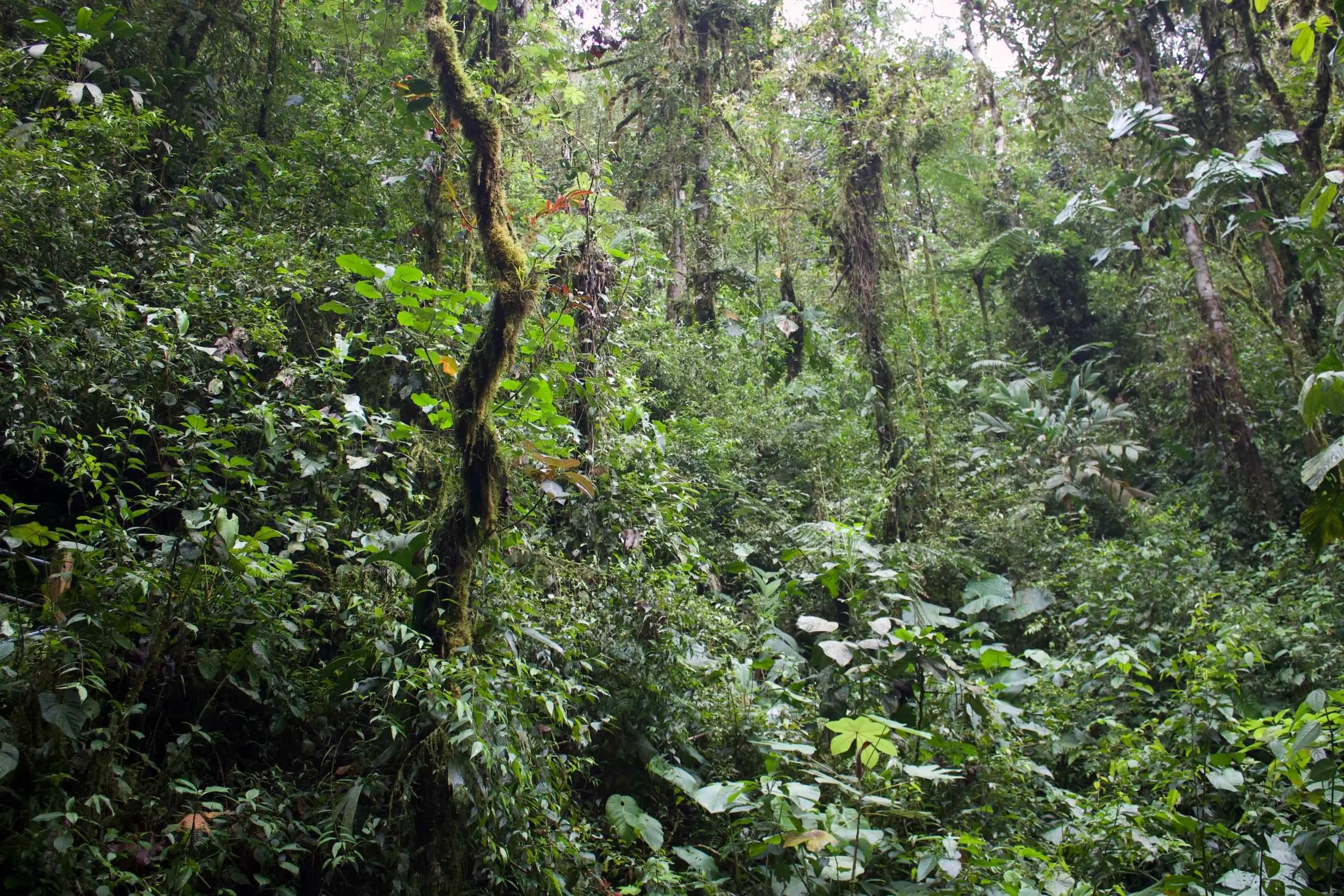 Un denso bosque nuboso tropical con troncos de árboles cubiertos de musgo y epífitas colgantes en el sotobosque.
