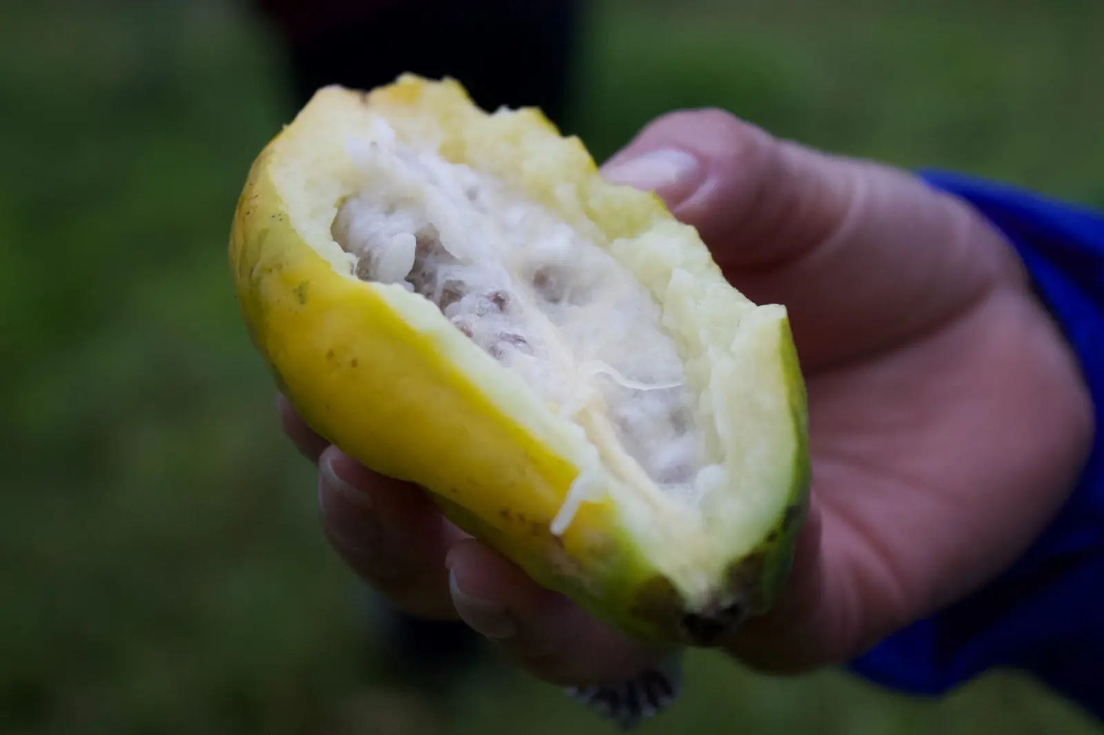 Primer plano de una mano sosteniendo un fruto amarillo abierto mostrando su pulpa blanca y semillas durante un taller de capacitación agrícola.