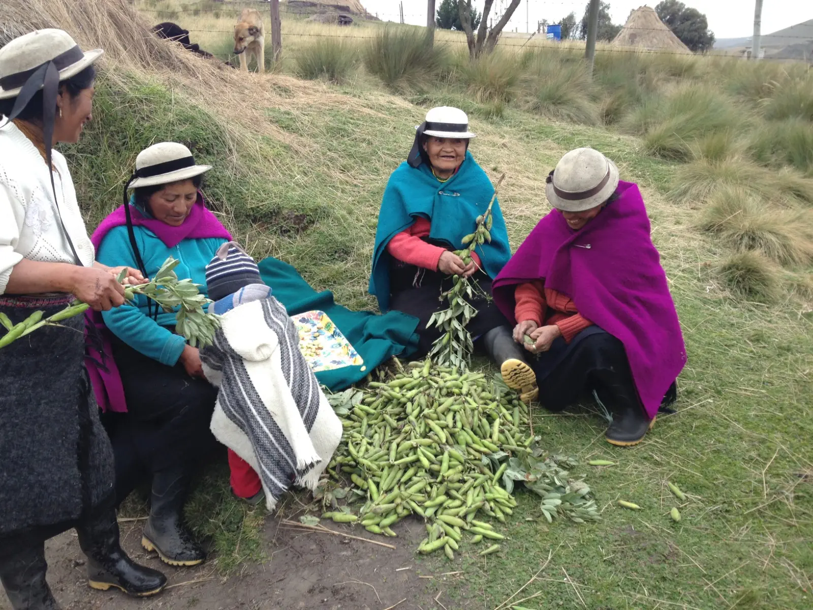 Grupo de mujeres indígenas de distintas edades y un niño pequeño sentados en el campo, trabajando juntos en la recolección y desgranado de vainas verdes.